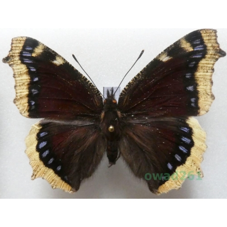 Nymphalis antiopa (Linnaeus, 1758) Czech4